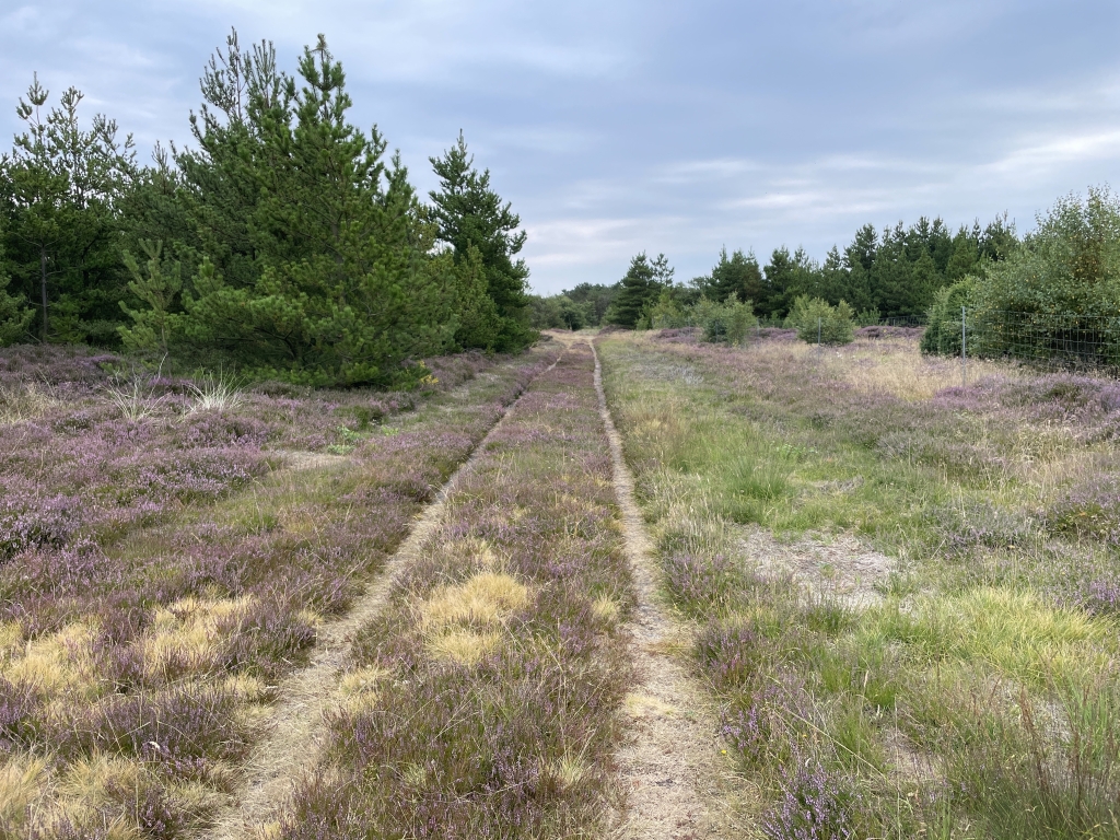 heide-1